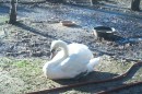 Mute Swan 1 * 896 x 600 * (161KB)